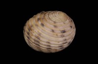 藏品(白肋蜑螺)的圖片